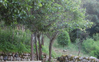 paisible montagne