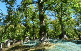 Chestnut farming - The Peyrou farm - Isabelle and Pierre Thibaut Louche