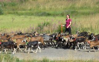 herd of goats