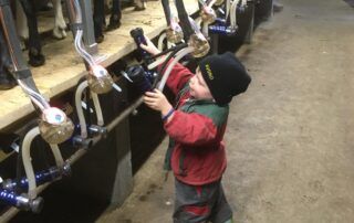 milking goats