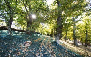 Der Kastanienhain der Peyrou-Farm