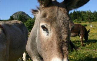 Reiten Sie mit einem Esel