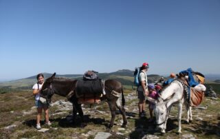 Reiten Sie mit einem Esel