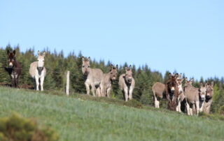 Reiten Sie mit einem Esel