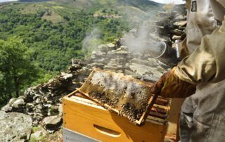 Apiculture – « Les Ruchers du Moulin » – Gérard et Rémy Delenne Apiculture – « Les Ruchers du Moulin » – Gérard et Rémy Delenne