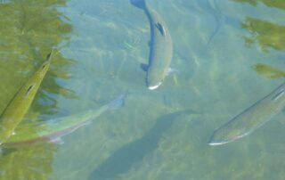 Sources de la Prade fish farm - Fishing lake - Chaffour