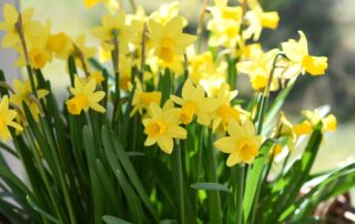 Bal des Jonquilles © canva