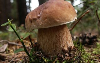 Foire aux champignons et aux chevaux