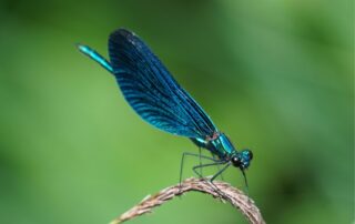 Sortie papillons et odonates – Animation Nature