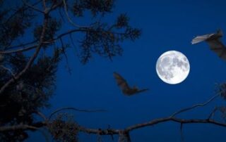 Nuit de la Chauve-souris