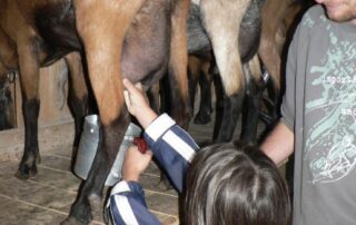 milking goats