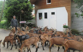 Chèvres devant le magasin