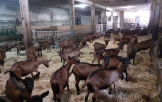 Besuch des Bauernhofs La Louvèche