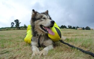 Das Amarok-Tal: Cani-Wanderung und Cani-Scooter