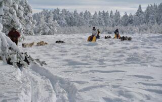 Randonnée avec les chiens