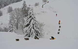 Randonnée avec les chiens