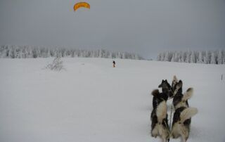 Randonnée avec les chiens