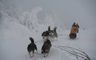 Randonnée avec les chiens