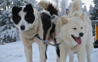 Hike with dogs