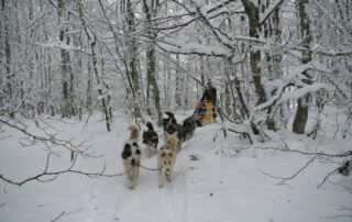 Randonnée avec les chiens