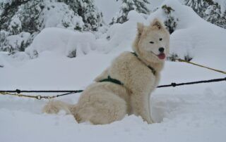 Randonnée avec les chiens