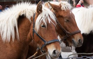 Mushroom and horse fair