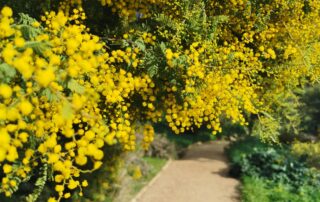 Domaine du Rayol © Goscha Besançon