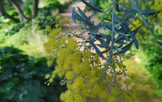 Domaine du Rayol © Goscha Besançon