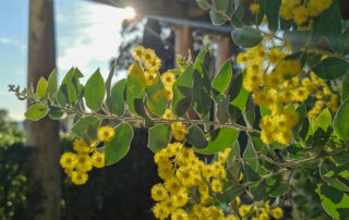 Domaine du Rayol © Goscha Besançon