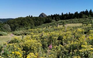 Flora, fauna and forest in the Pradal Valley