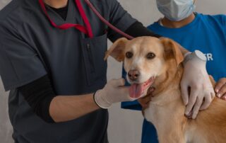 Veterinary