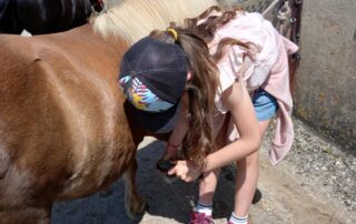 Soins aux poneys © Bonnefoy