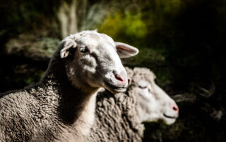 Ardelaine-Wolle aus der Ardèche