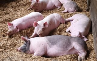 Besuch des Bauernhofs La Louvèche