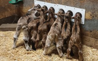 Besuch des Bauernhofs La Louvèche