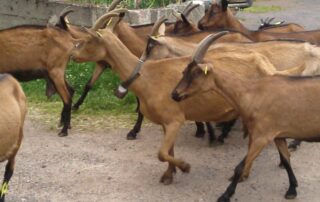 Ferme de Montmoulard - GAEC des Auverchoises