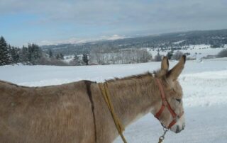 Cab'riou Farm