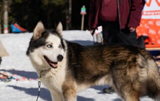 La Grande Odyssée Royal Canin © Flavien Etheve