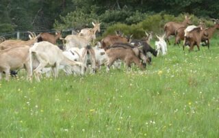 Internship on the farm: Milking goats and making cheese using the old-fashioned method