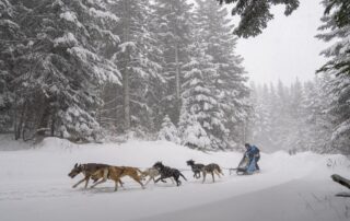 La Grande Odyssée Royal Canin © Romain-TISSOT