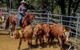 Equestrian course – Sorting livestock