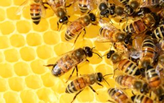 Beekeeping - Les Ruchers du Moulin - Gérard and Rémy Delenne