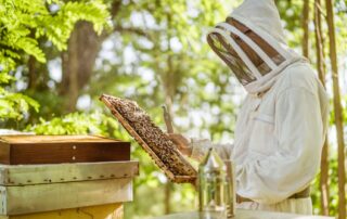 Bienenzucht – Les Ruchers du Moulin – Gérard und Rémy Delenne