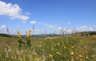 Déguster l'Ardèche et ses plantes sauvages de montagne