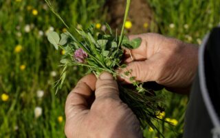 Pairies du Mézenc © Maison du Fin Gras