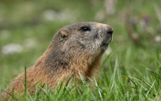 Découverte des marmottes