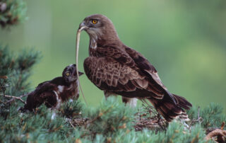 Suc de les Coux – Weltgeier- und Greifvogeltag