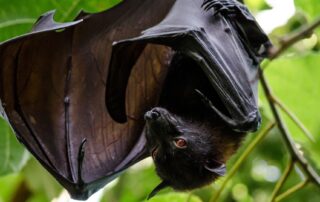 Soirée chauves-souris – Animation Nature