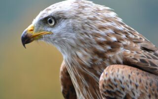 Sortie rapaces – Animation Nature