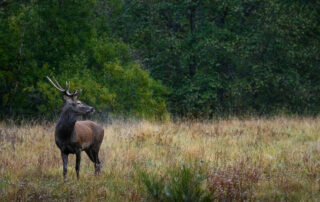 Sortie Brame du cerf – Animation Nature